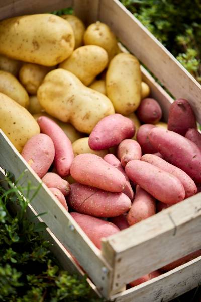 Vente de légumes locaux à Mérignac