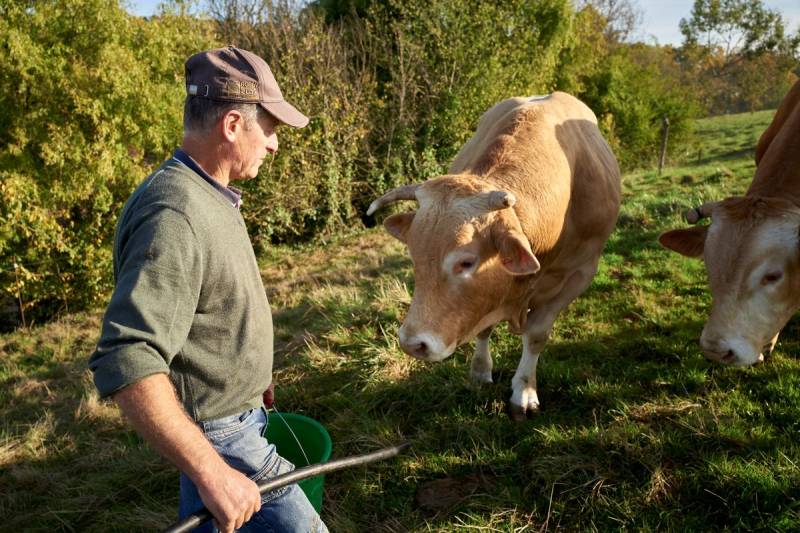 ELEVAGE BOVIN DE BLONDES D’AQUITAINE – MARCELLUS LOT-ET-GARONNE (47)