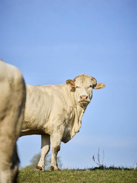 Blonde d'Aquitaine en vente directe à La Compagnie Fermière
