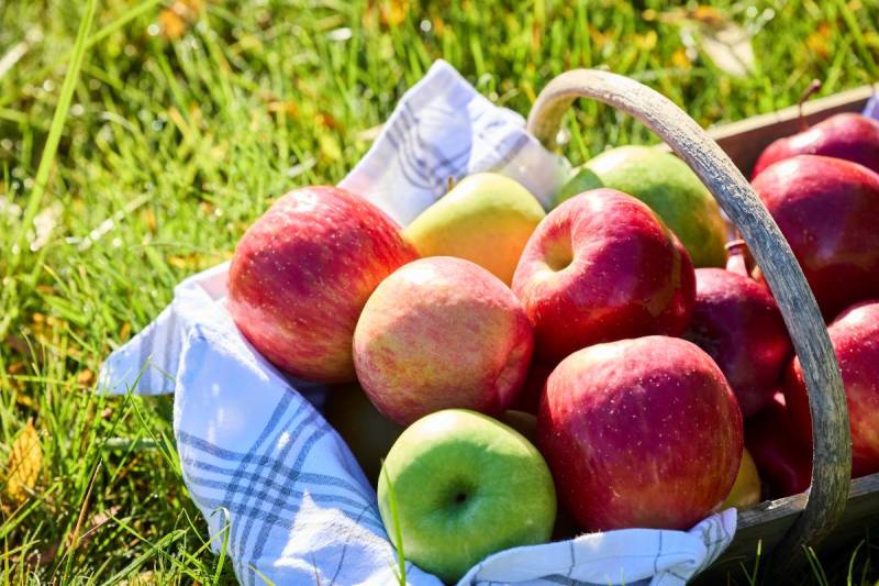 Vente de pommes en direct producteur à Pessac
