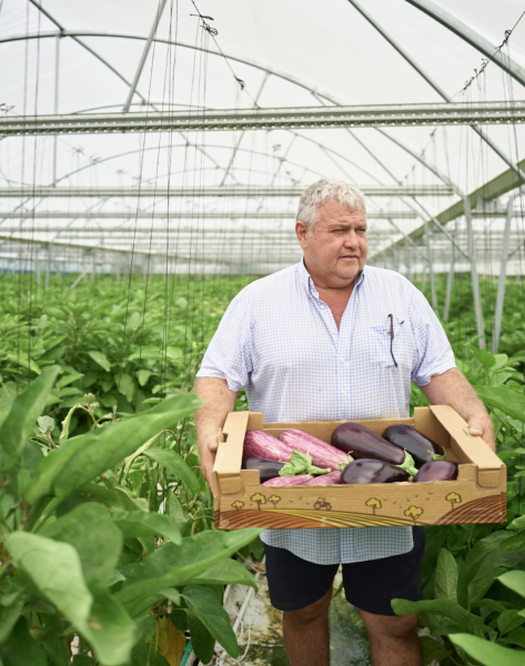Vente d'aubergines et autres légumes d'été à Gradignan et Mérignac