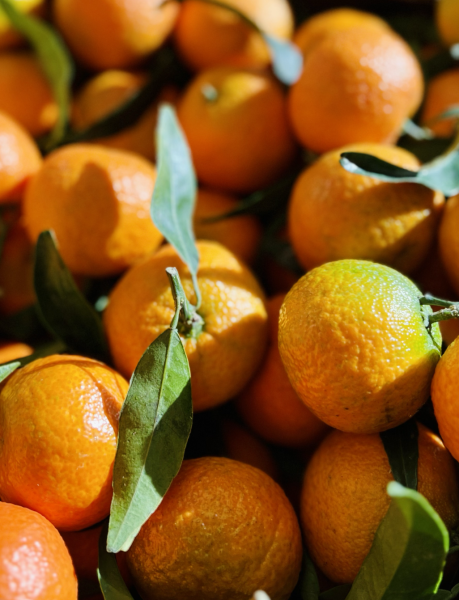 Clémentines de Corse avec feuille, riches en vitamines, en vente directe à La Compagnie Fermière