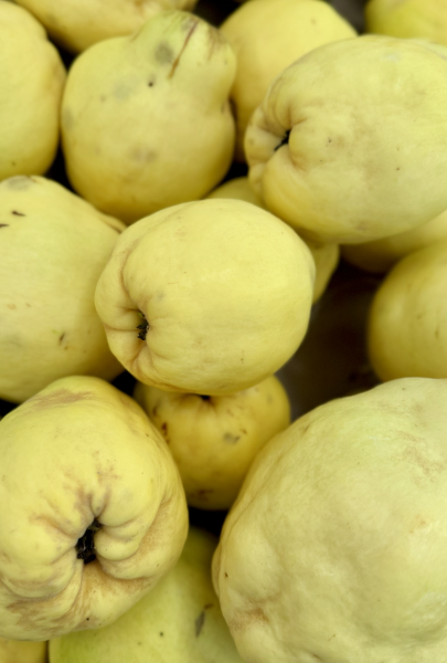 Coings frais de saison en vente directe à La Compagnie Fermière
