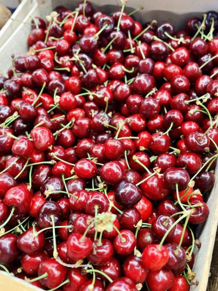 Cerises cueillies dans le lot-et-garonne disponibles à La Compagnie Fermière Gradignan et Mérignac